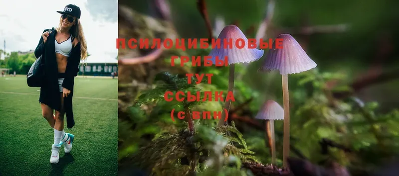 где найти   Гатчина  Галлюциногенные грибы Psilocybe 